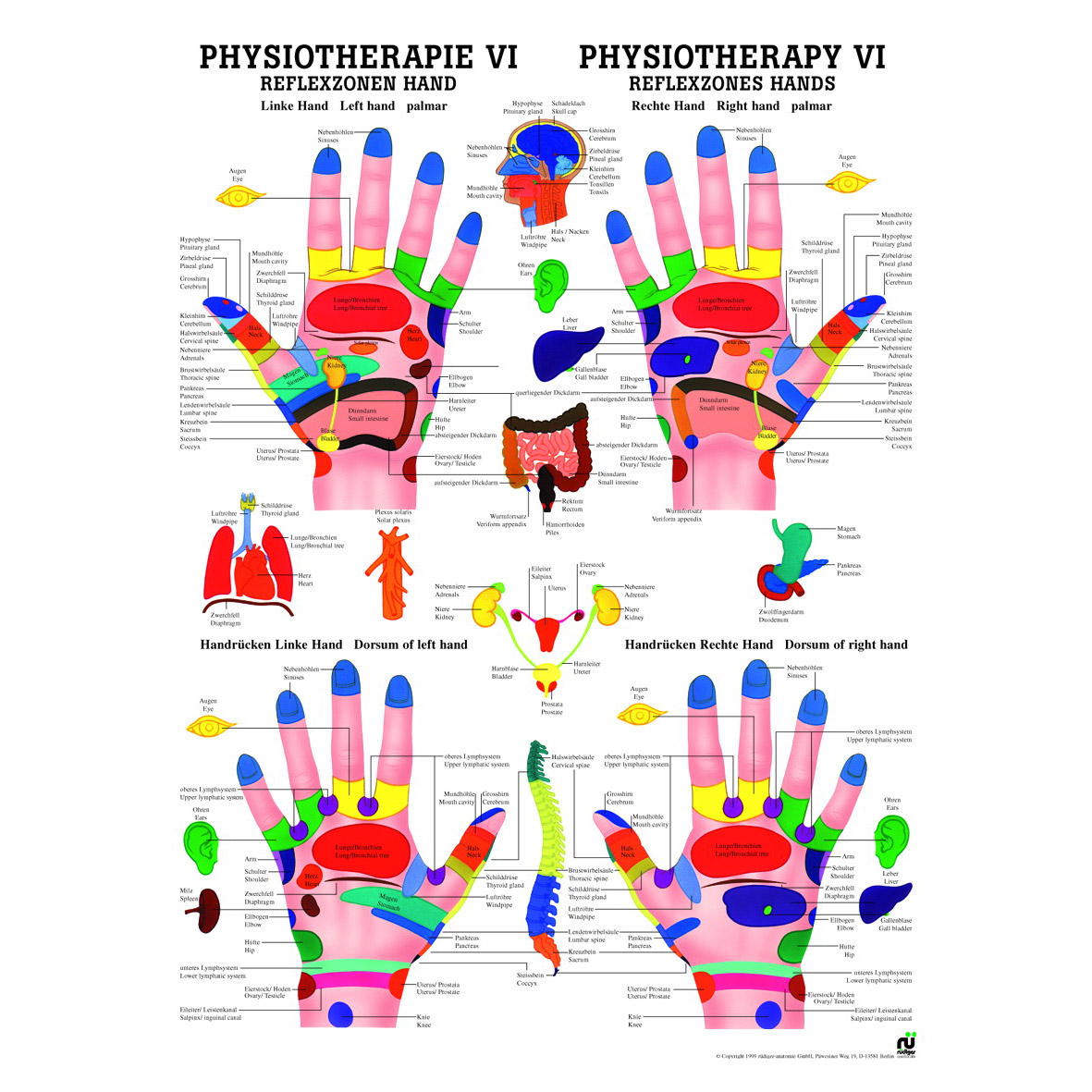 Anatomische Lehrtafel "Physiotherapie, Reflexzone Hand 34 x 24"